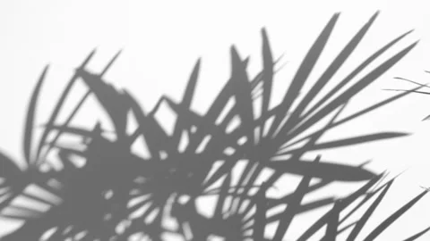 Shadow palm leaf in the wind blowing overlay on white Stock Footage 169551310