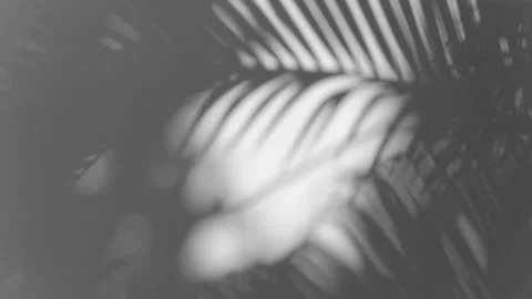 Shadow palm leaf in the wind blowing overlay on white Stock Footage 171124789
