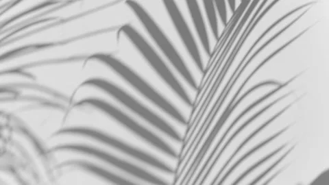 Shadow palm leaf in the wind blowing overlay on white Stock Footage 171270979