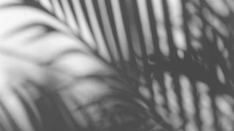 Shadow palm leaf in the wind blowing overlay on white Stock Footage 171398735