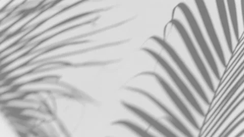 Shadow palm leaf in the wind blowing overlay on white Stock Footage