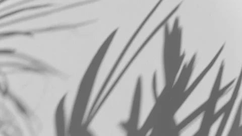 Shadow palm leaf in the wind blowing overlay on white Stock Footage 171531509