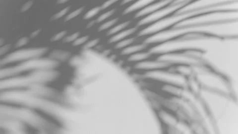 Shadow palm leaf in the wind blowing overlay on white Stock Footage 171585271