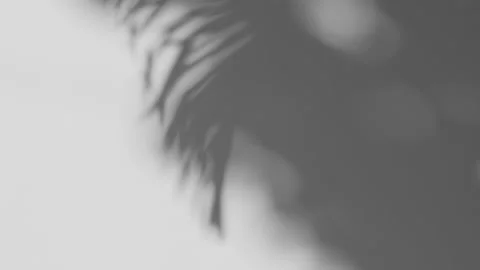 Shadow palm leaf in the wind blowing overlay on white Stock Footage 194520761