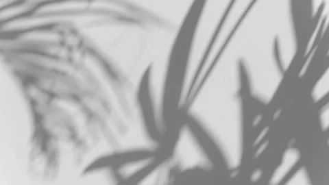 Shadow palm leaf in the wind blowing overlay on white Stock Footage 197719686