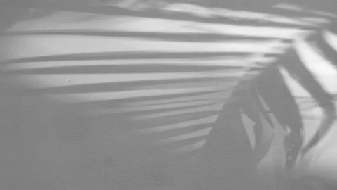 Shadow palm leaf in the wind blowing overlay on white background Stock Footage 221996352