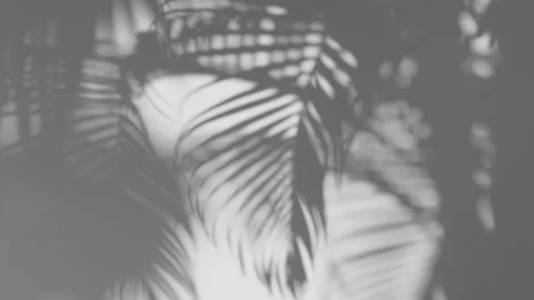 Shadow palm leaf in the wind blowing overlay on white background Stock Footage 226726260
