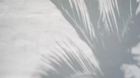 Shadow of palm leave on white cement wall background with copy space Видео 150289413