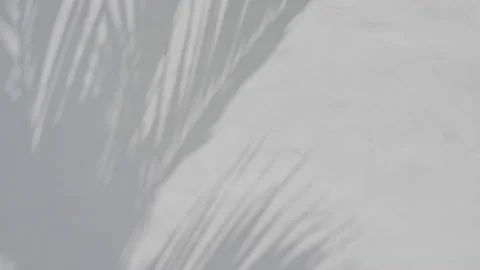 Shadow of palm leave on white cement wall background Видео 151236308