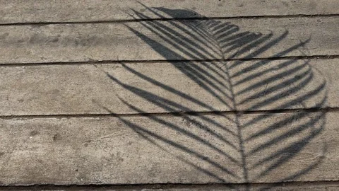 Shadow of palm leaves and branches little moving by the wind on cement flooring Stock Footage 148356083