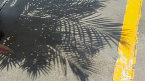 Shadow of Palm Leaves Blowing in the Wind on Asphalt with Yellow Line Stock Footage 329970648