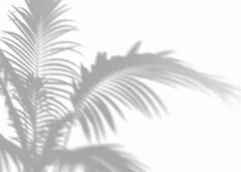 Shadow from palm leaves, overlay effect. Realistic gray shadow on white Stock Illustration