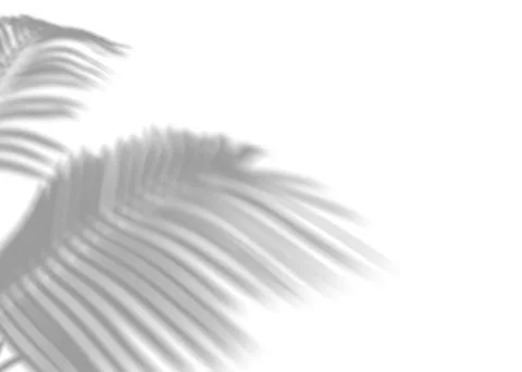 Shadow from palm leaves, overlay effect. Realistic gray shadow on white Stock Illustration
