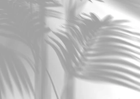 Shadow from palm leaves, overlay effect. Realistic gray shadow on white Stock Illustration