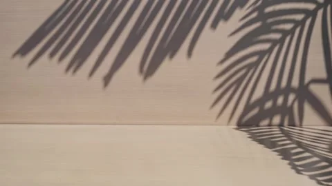 Shadow of palm leaves sway in the wind on white wall background with copyspac Stock Footage 329757716