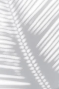 Shadow of palm leaves sway in the wind on white background Stock Photos