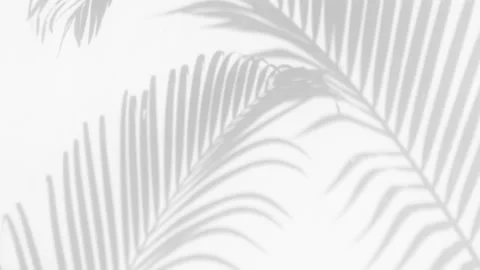 Shadow palm leaves on a white wall background Stock Footage 134746682