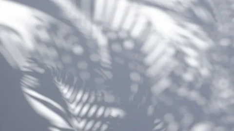 Shadow palm leaves on a white wall background. Stock Footage 142703589