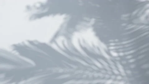 Shadow palm leaves on white wall background Stock Footage 151243739