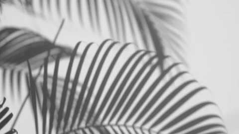 Shadow palm leaves in the wind blowing on a white wall background Stock Footage 134555653
