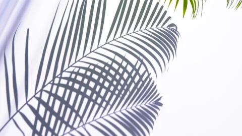 Shadow palm leaves in the wind blowing on a white wall Stock Footage 134710761