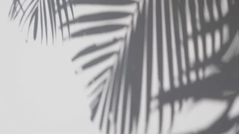 Shadow palm leaves in the wind blowing on a white wall background Stock Footage 134745838
