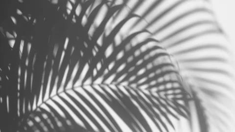 Shadow palm leaves in the wind blowing on a white wall background Stock Footage 134746895