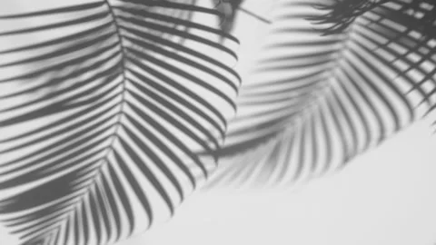 Shadow palm leaves in the wind blowing on a white wall background Stock Footage 134746944