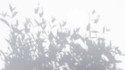 Shadow palm leaves in wind overlay on a white wall background Stock Footage 142703153