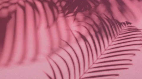 Shadow palm leaves in wind overlay on pink wall concrete background Stock Footage 151241114