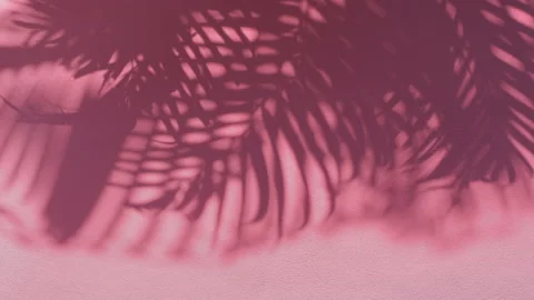 Shadow palm leaves in wind overlay on pink wall concrete background Stock Footage 151241283