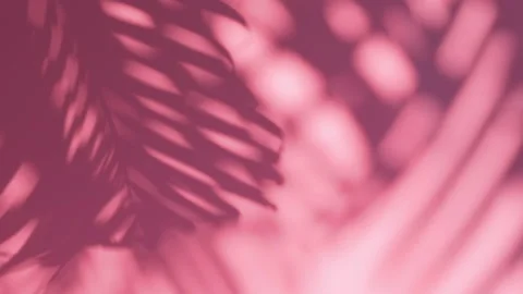 Shadow palm leaves in wind overlay on pink background Stock Footage 151589916