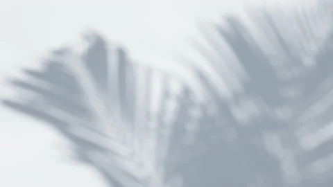 Shadow palm leaves in wind overlay on white wall Stock Footage 152892823