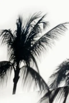 Shadow of the palm 스톡 사진