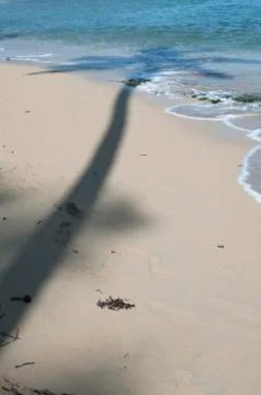 Shadow palm Stock Photos