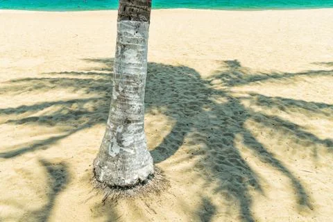 Shadow of palm on sand of beach with colored trunk Stock Photos
