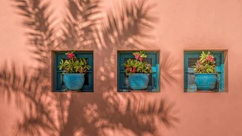 The shadow of a palm tree and three flower pots on a wall Stock Photos