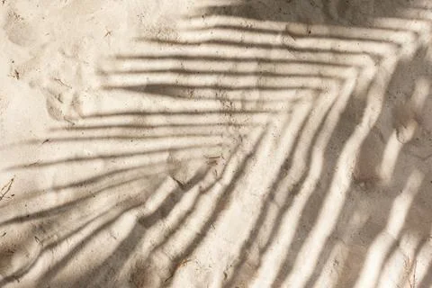 Shadow from palm tree branch Stock Photos