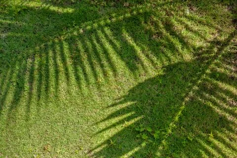 Shadow from palm tree branch Stock Photos