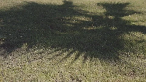 The shadow from the palm tree fell on the lawn 動画素材 90586126