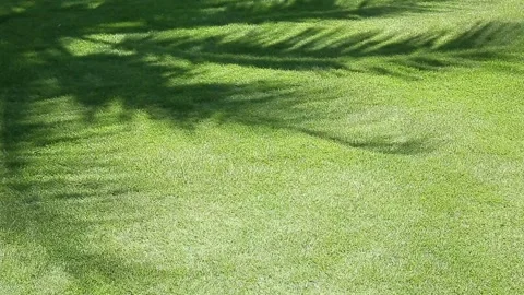 The shadow of a palm tree on the green floor Video stock 277496423