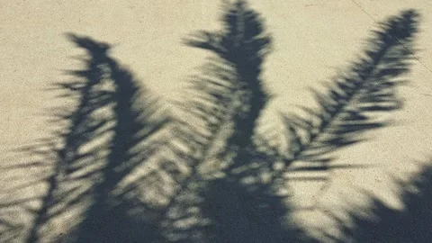 The shadow of palm tree leaves sways in the wind Stock Footage 316894363
