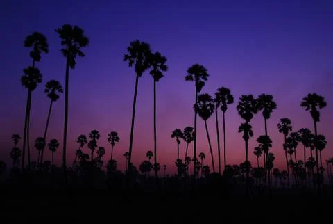 Shadow palm tree Stock Photos