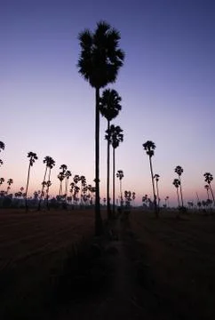 Shadow palm tree Stock Photos