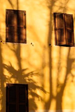 Shadow of a palm tree. Stock-Fotos