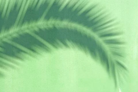 Shadow of a palm tree Stock Photos