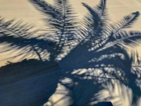 Shadow of a palm tree projected on the ground Stock Photos