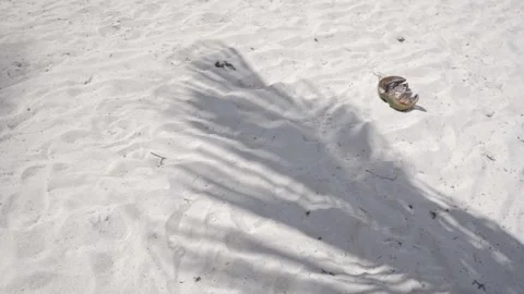 Shadow of a palm tree on the sand and a coconut cracked next to it Stock Footage 156135264
