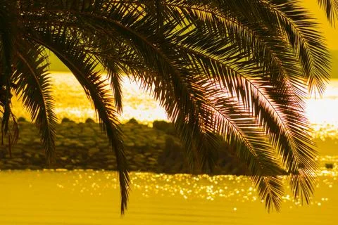 The shadow of a palm tree shining on the seashore Stock Photos