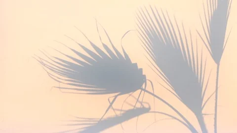 Shadow from palm tree in sunset light. Video stock 118859201